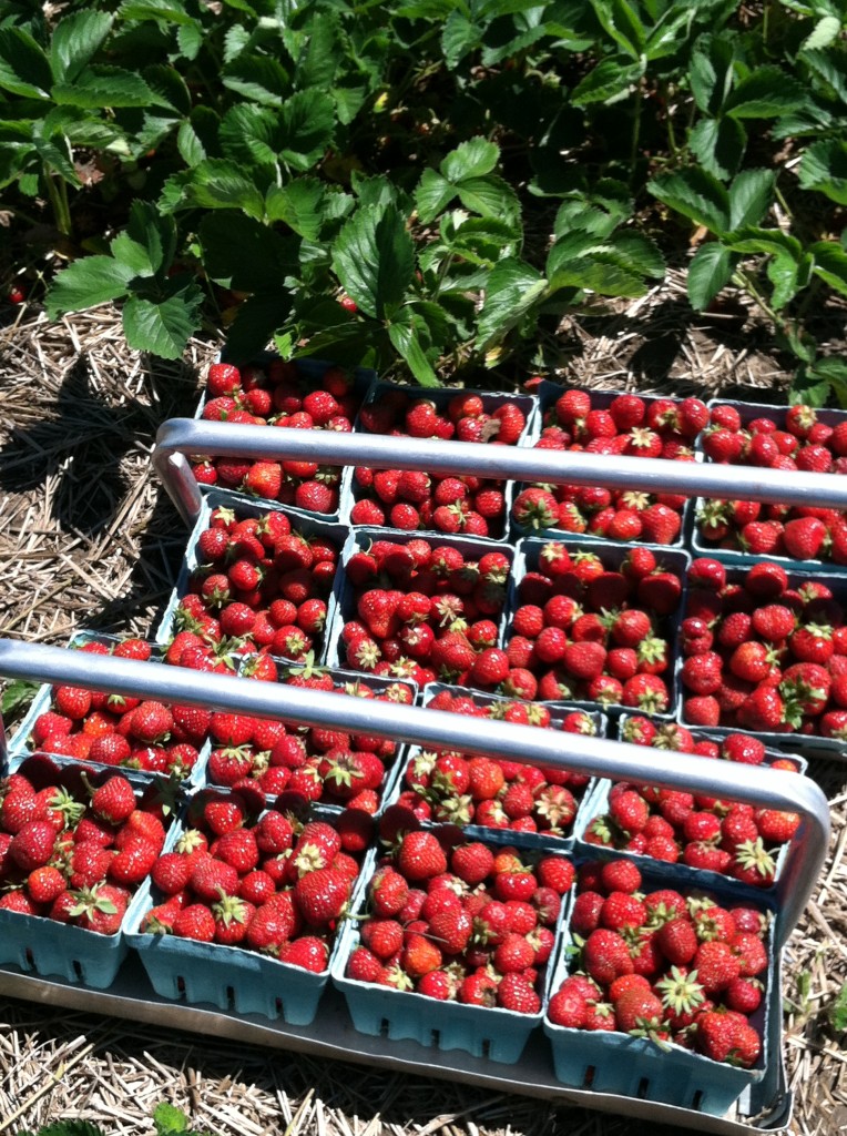 Fresh Picked Strawberries