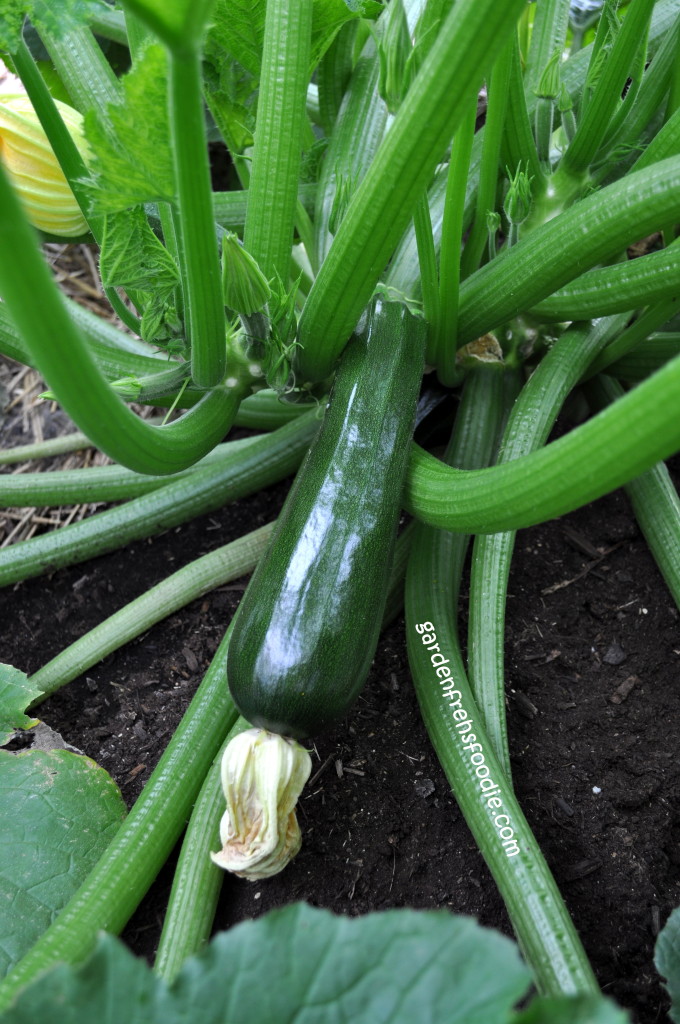 Growing Zucchini