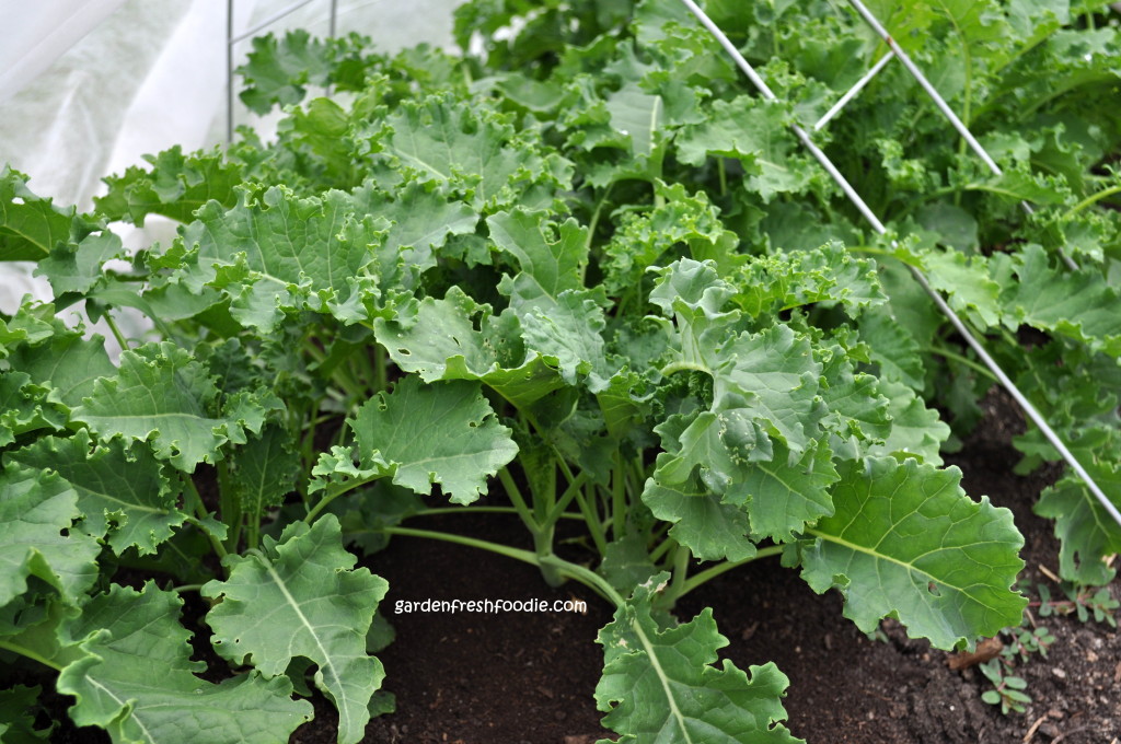 fresh grown kale