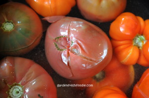 Shocked Tomatoes