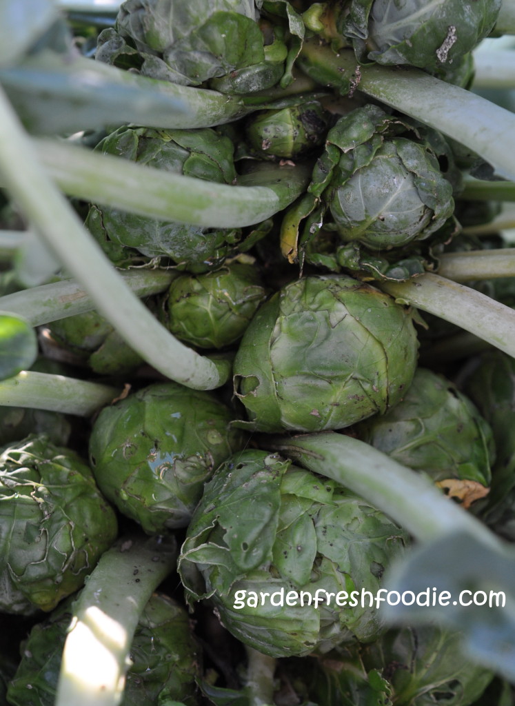When To Pick Brussel Sprouts