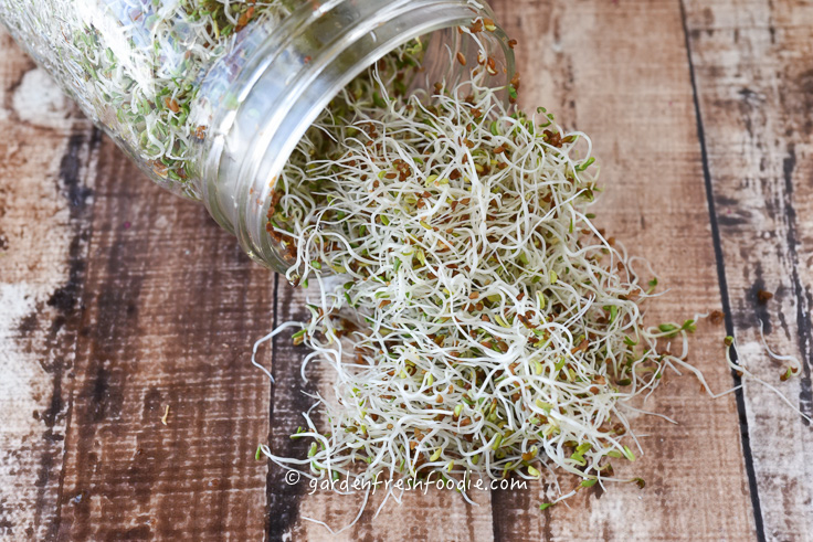 Fresh Alfalfa Sprouts