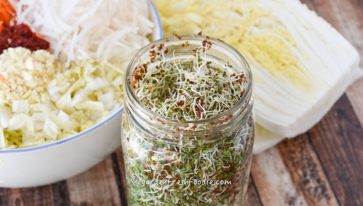 Quart Jar of Alfalfa Sprouts