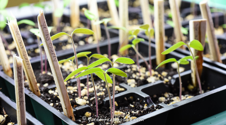 Seedlings Starting Indoors