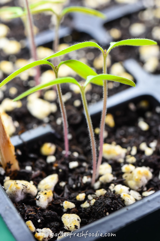 Thinning Out Seedlings