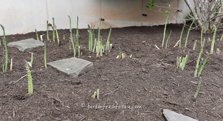 Early Asparagus Patch