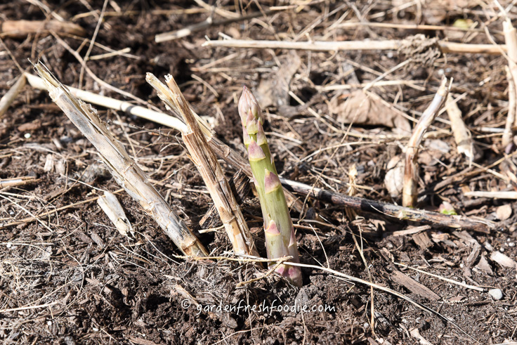 Emerging Asparagus