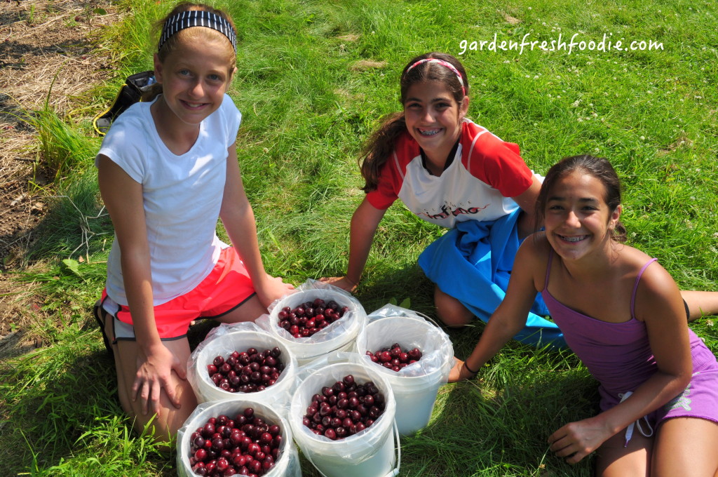 Cherry Harvest Helpers