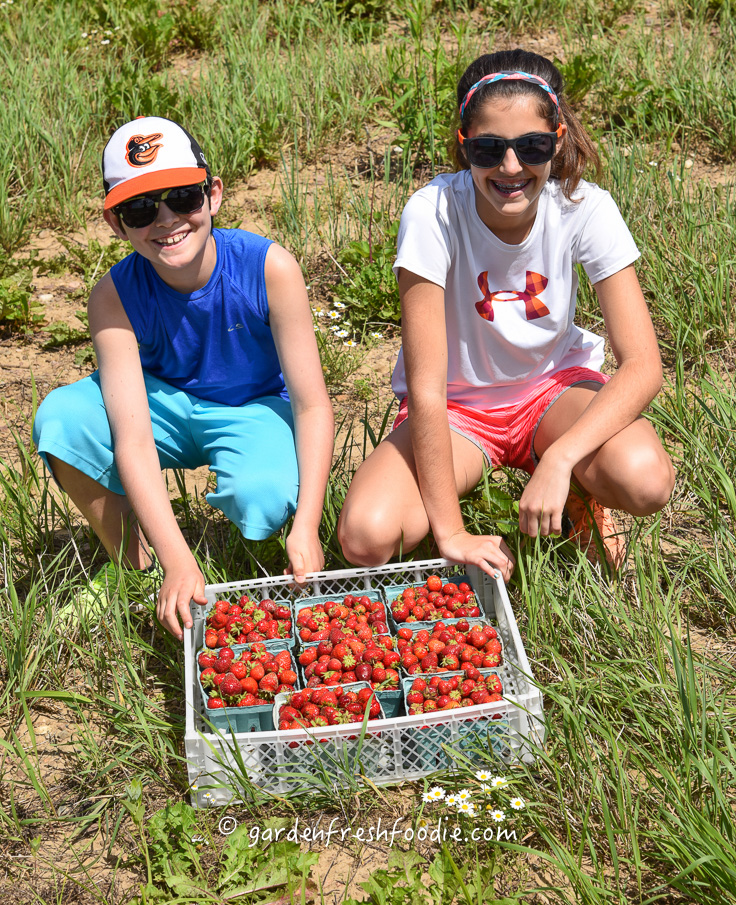 Just Picked Strawberries & My Helpers