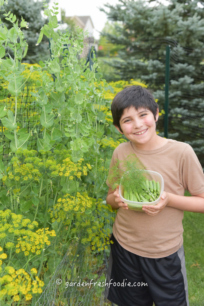 Picking Fresh Peas