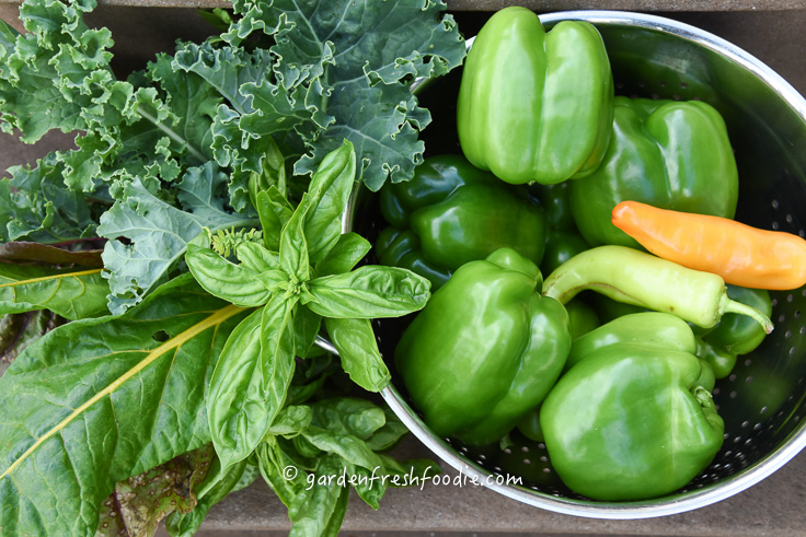 Garden Fresh Peppers, Greens, & Basil