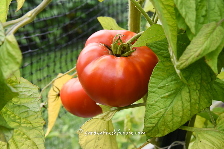 Growing Organic Tomatoes