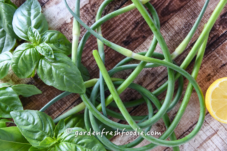 Garlic Scapes